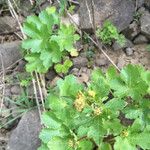 Sanicula crassicaulis Fleur