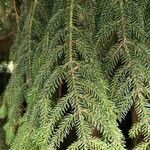 Picea orientalis Leaf