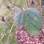 Tilia chinensis Hoja
