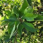 Terminalia prunioides Leaf