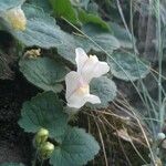 Asarina procumbens Kwiat