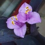Tradescantia pallida Květ