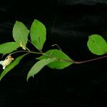 Impatiens urticifolia Tabia
