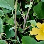 Abutilon indicum Kabuk