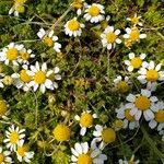 Anthemis secundiramea Folha