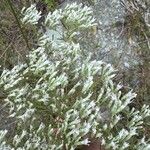 Eupatorium hyssopifolium Kwiat