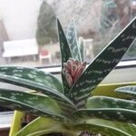 Aloe variegata Flower