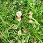 Trifolium fragiferum Habit