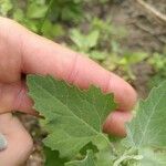 Chenopodium quinoa Лист