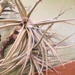 Tillandsia pohliana 葉