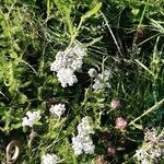 Achillea millefoliumŽiedas