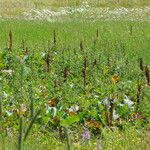 Rumex alpinus Virág