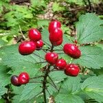 Actaea rubra 果實