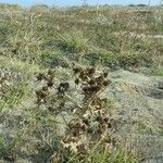 Eryngium maritimum आदत