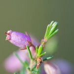 Erica cinerea Blüte