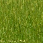 Triticum monococcum عادت داشتن