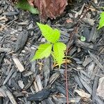 Toxicodendron radicans Blad