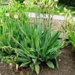 Ornithogalum viridiflorum