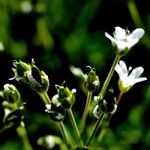 Sabulina tenuifolia Çiçek