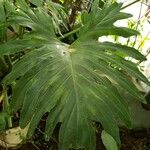 Philodendron bipinnatifidum Leaf