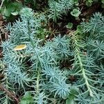 Petrosedum forsterianum Habit