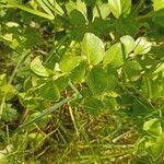 Lysimachia nummularia Leaf