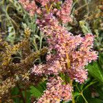 Astilbe rubra Bloem