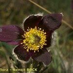 Anemone montana Flower
