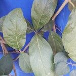 Juanulloa mexicana Hoja
