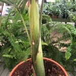 Archontophoenix alexandrae Bark