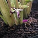 Kaempferia parviflora Flower