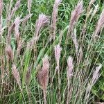 Andropogon bicornis Leaf