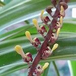 Bulbophyllum falcatumBlüte