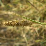 Crypsis schoenoides Fruit