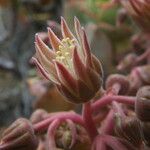 Aeonium valverdense Λουλούδι