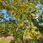 Quercus cerris Blad