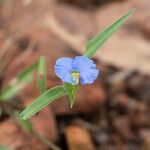 Commelina ensifolia 花