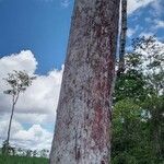 Hirtella americana Bark
