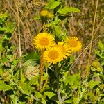 Pulicaria dysentericaFlower