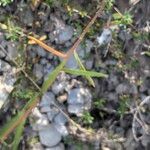 Iberis linifolia Likasa