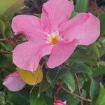 Mandevilla laxa Flower