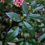 Rosa abietina ഇല