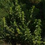 Sideritis montana Fula