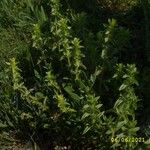 Sideritis montana Flower