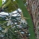 Brassavola tuberculata Flor