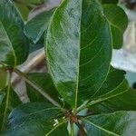 Byrsonima crassifolia Feuille