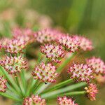 Oenanthe lachenalii Fruchs