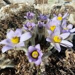 Pulsatilla grandis Flor