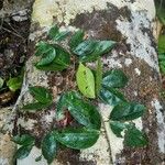 Cynometra retusa Hoja