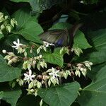 Clerodendrum chinense Leaf